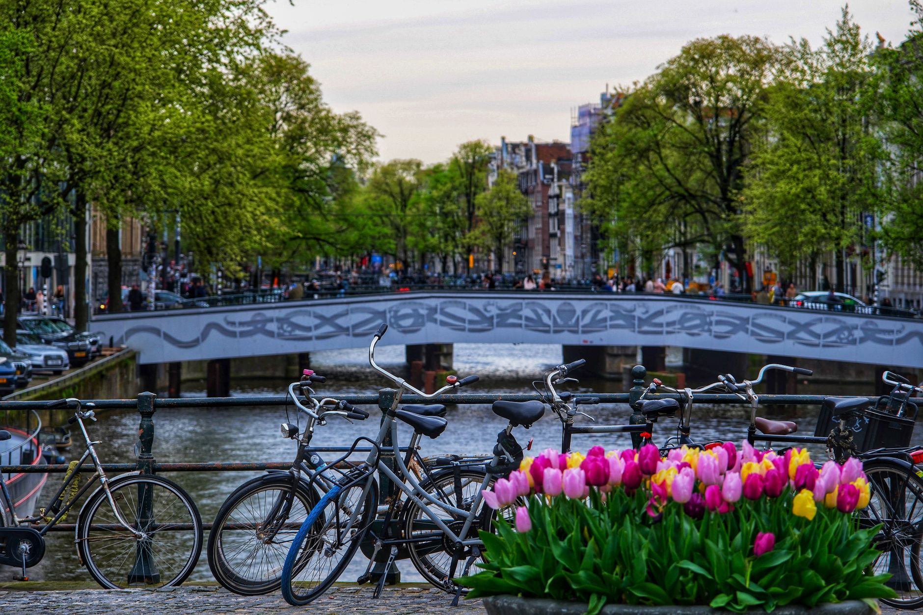 Amsterdam Tulip Festival 2027 — photo by Doğukan Akbaş