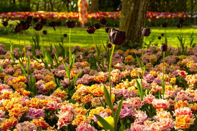 Keukenhof 2027 — photo by Vladislovas Sketerskis
