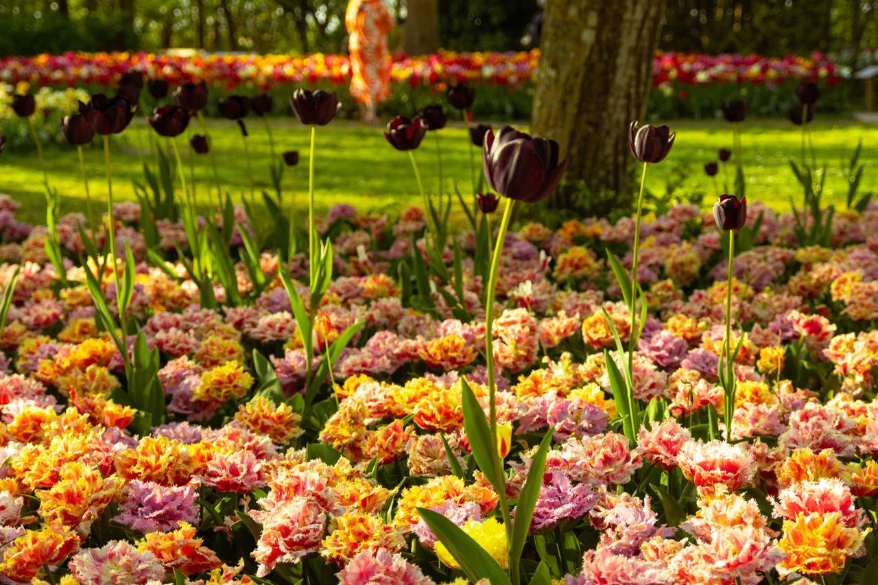 Keukenhof 2027 — photo by Vladislovas Sketerskis