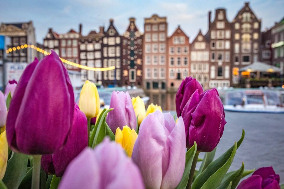 Atmosphere photo for Tulip Festival Amsterdam 2027